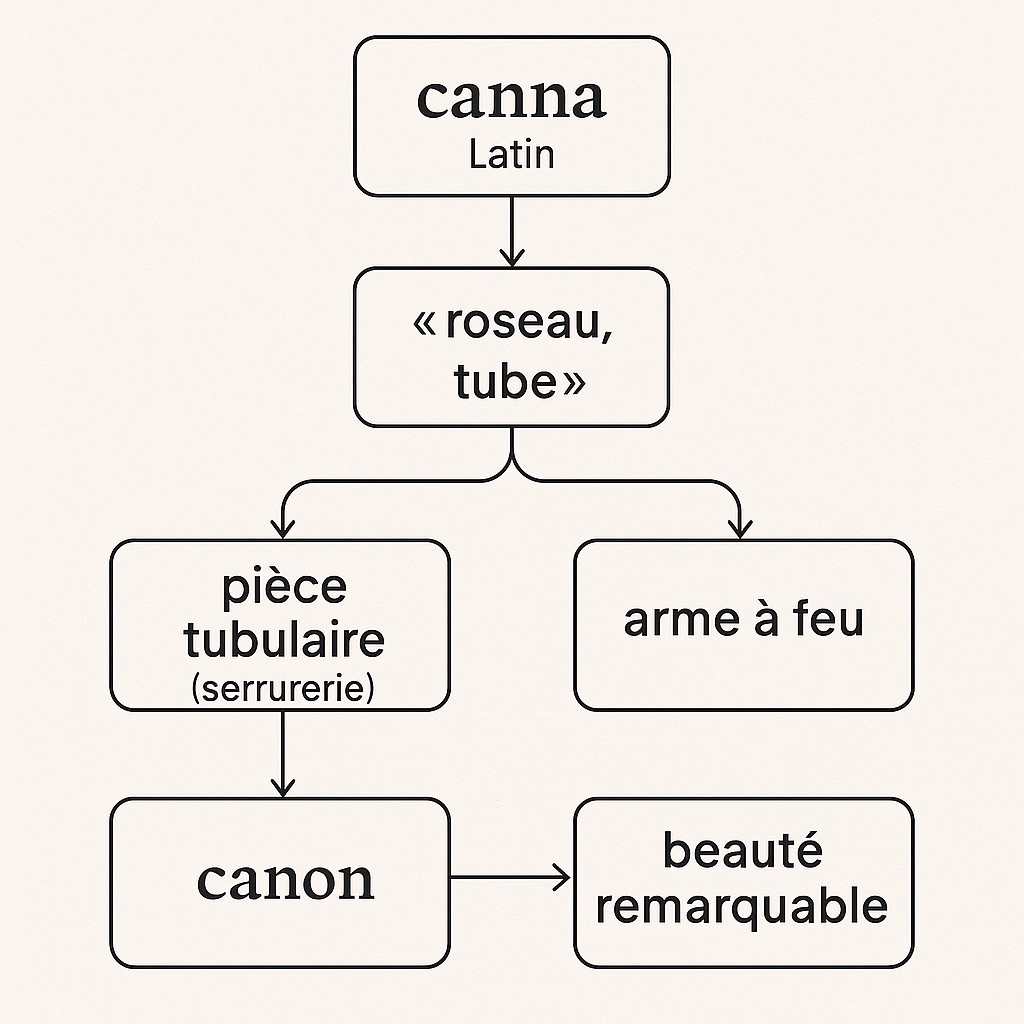Evolution du mot "canon" depuis "canna" (roseau) jusqu'à son sens moderne en mettant en lumière comment ces chemins se croisent dans l'imaginaire.
